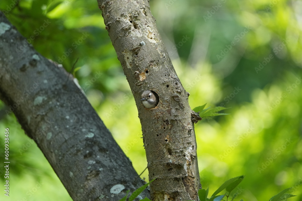 japanese pigmy woodpecker in his nest japanese pigmy woodpecker in his nest