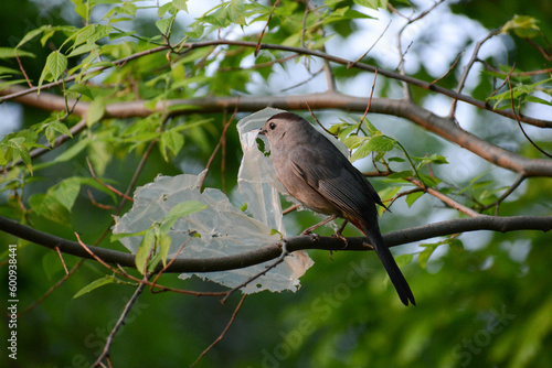 Gray Catbird carries plastic trash to build its nest. Urban songbirds in cities may weave litter or garbage into their nests. Gray Catbirds (Dumetella carolinensis) are shy migratory songbirds. photo