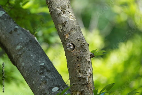 japanese pigmy woodpecker in his nest