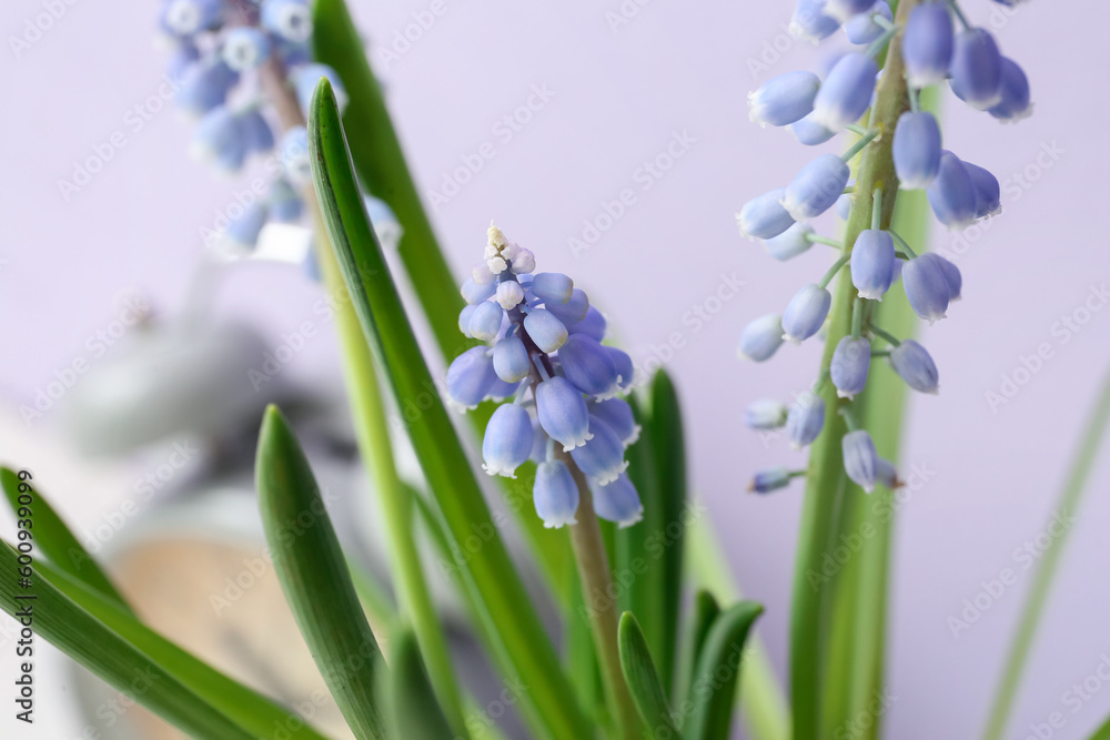 Macro view of beautiful Muscari flowers Macro view of beautiful Muscari flowers