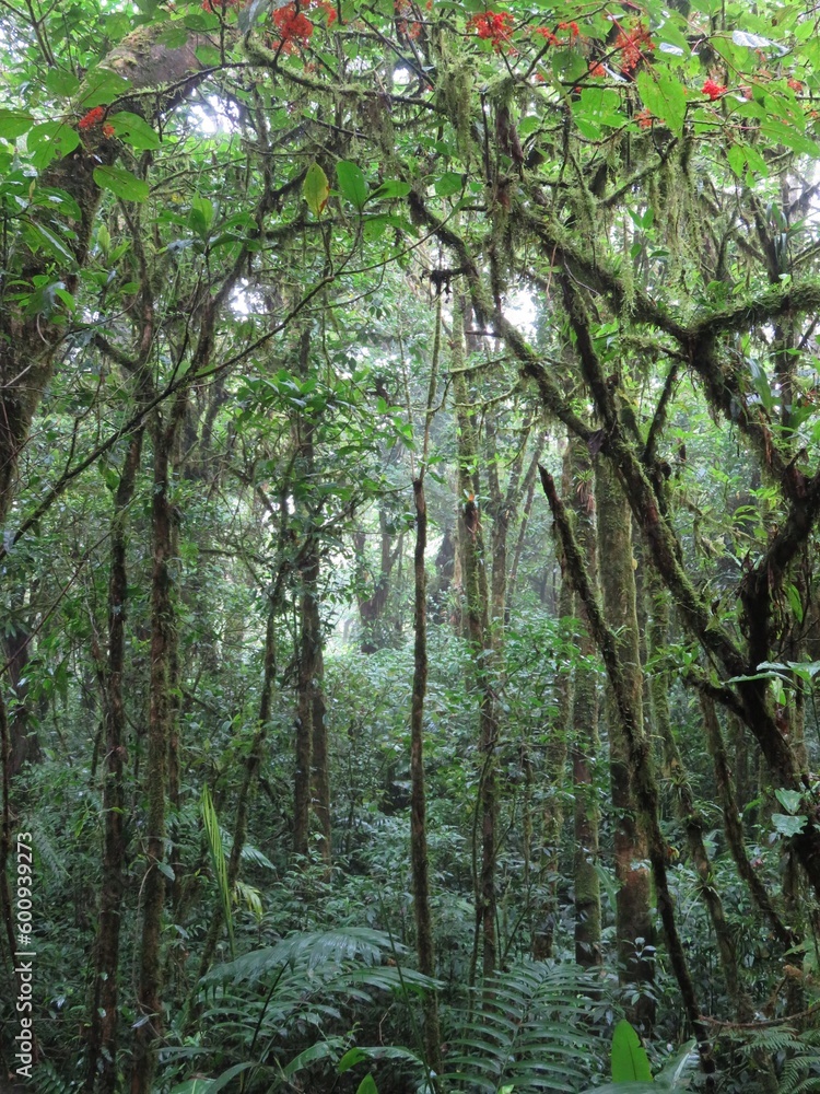 Fototapeta premium rainforest in Monteverde, Costa Rica