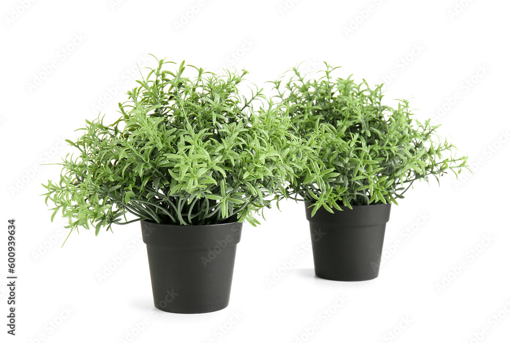 Green houseplants on white background Green houseplants on white background