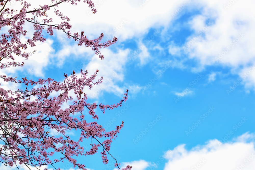 Beautiful blossoming branches against sky background Beautiful blossoming branches against sky background