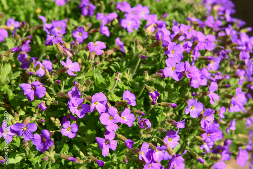 Plant with beautiful purple flowers on spring day, closeup