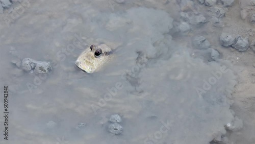 A mudskipper spit muddy balls as barrier around his burrow when digs nest hole in bottom of river, Thailand photo