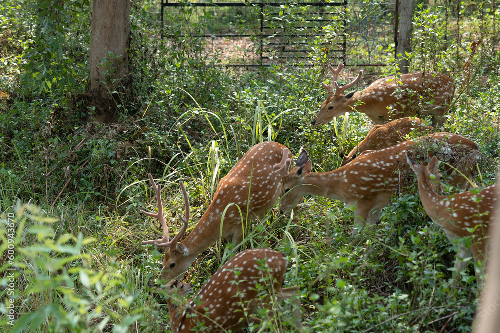 Herd of deer looking for food in the forest. Herd of deer looking for food in the forest.