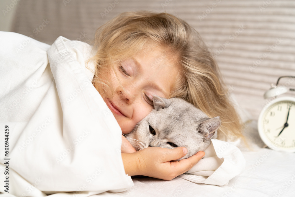 little blonde girl sleeps with white Scottish cat, good morning