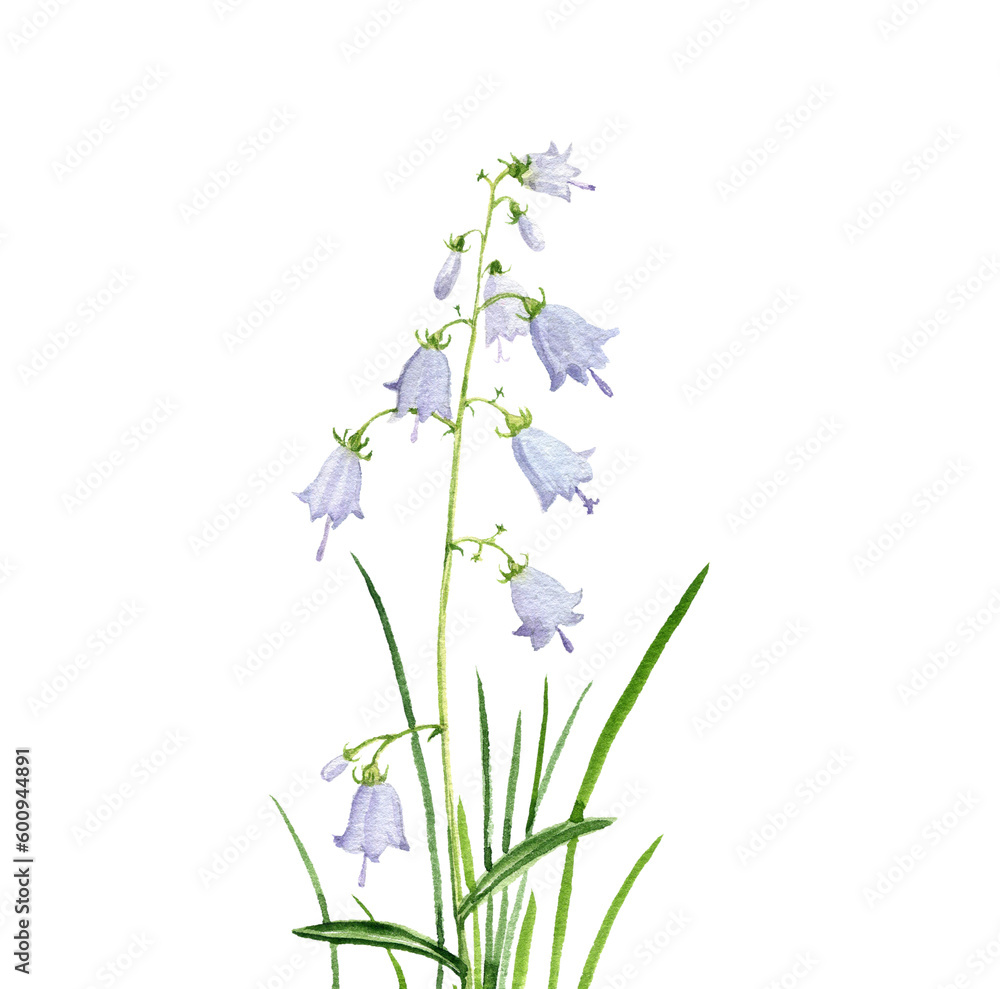 Obraz premium watercolor drawing flowers of ladybells and green grass at white background, hand drawn illustration