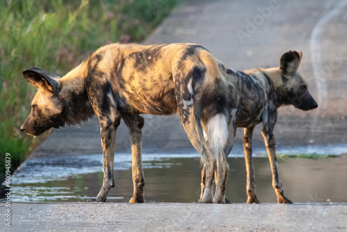 African wild dog at water on a man-made structure in a reserve in South Africa