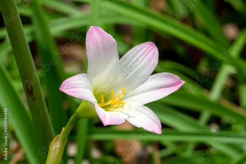 Pink and white zephyr lily (zephyranthes) flower in garden against green background