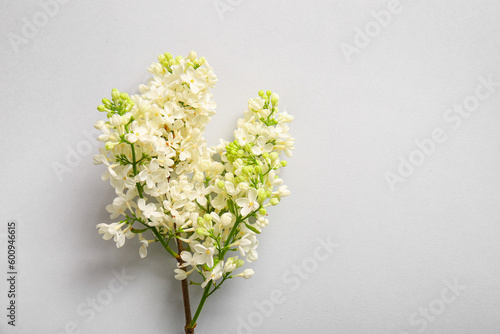 Blooming lilac flowers on grey background