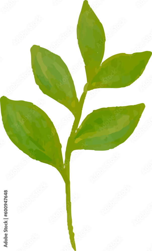 Fototapeta premium watercolor leaves, vector, design, illustration, graphic