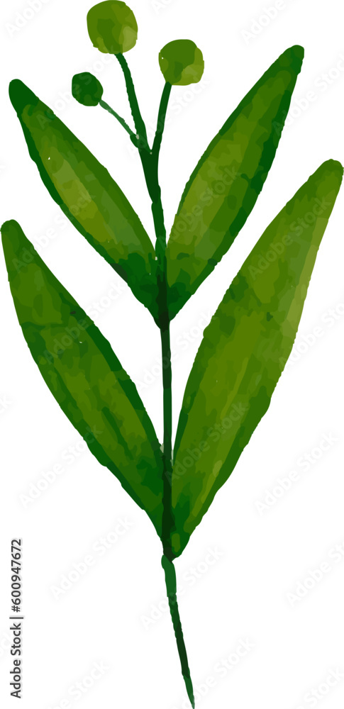 Fototapeta premium watercolor leaves, vector, design, illustration, graphic