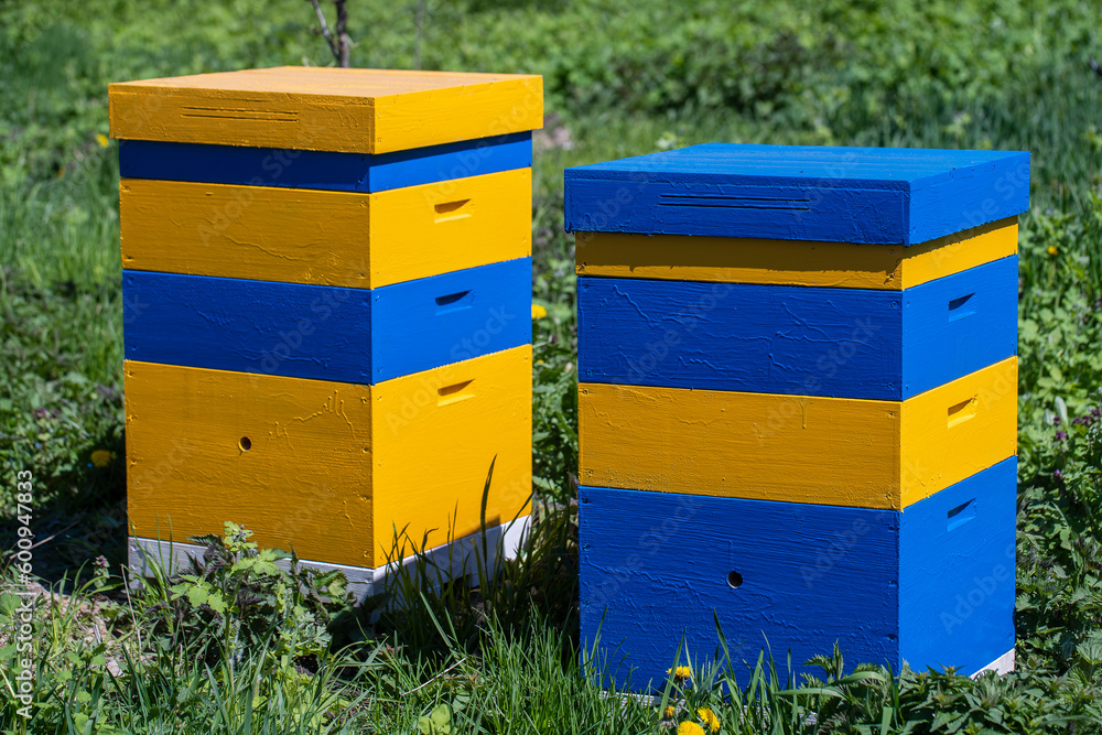 Two new set of yellow-blue wooden beehive in the spring garden, closeup Two new set of yellow-blue wooden beehive in the spring garden, closeup