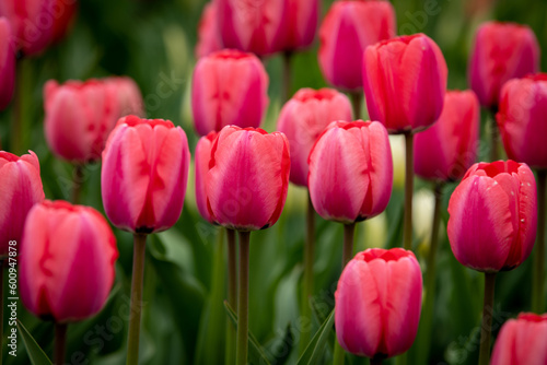 Pink tulips