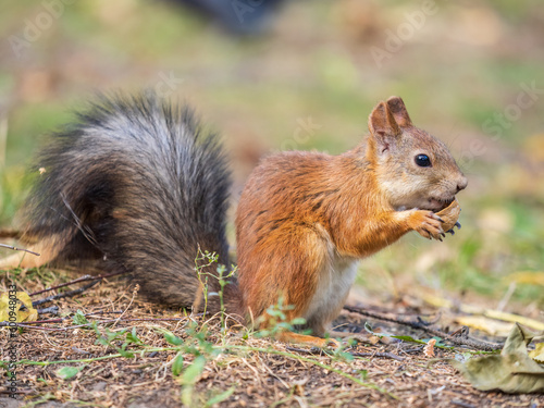 Autumn squirrel with nut sits on green grass with fallen yellow leaves © Dmitrii Potashkin