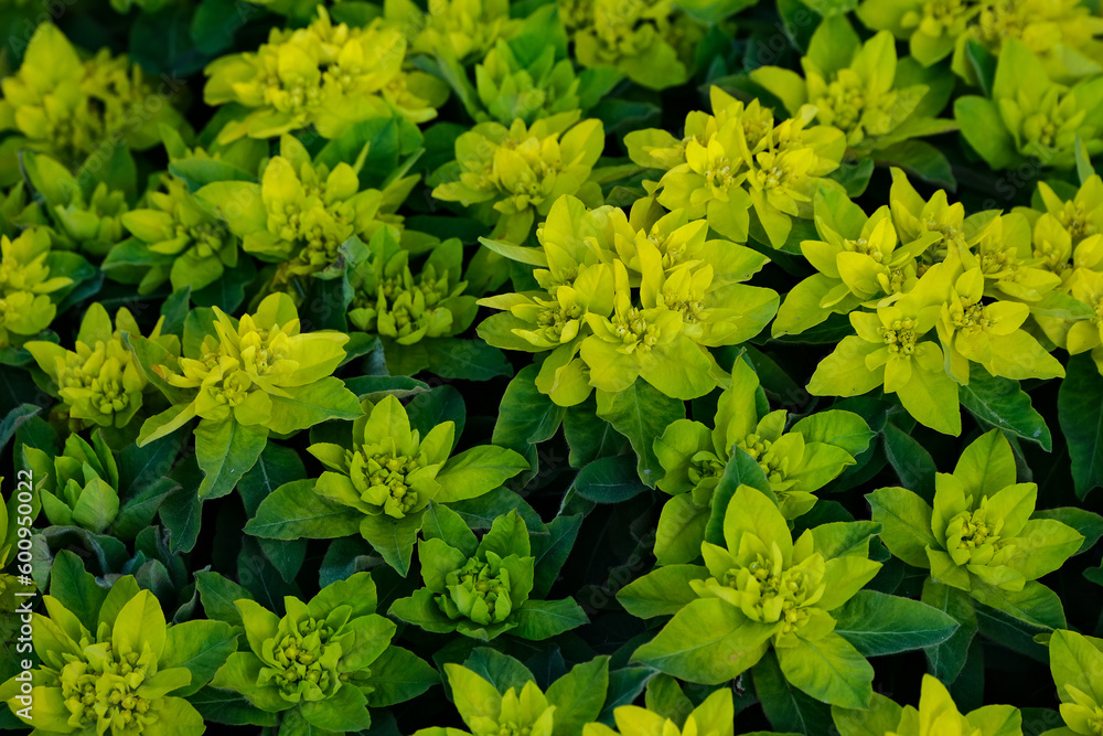 Close up of Yellow Euphorbia flower in the garden background. Close up of Yellow Euphorbia flower in the garden background.