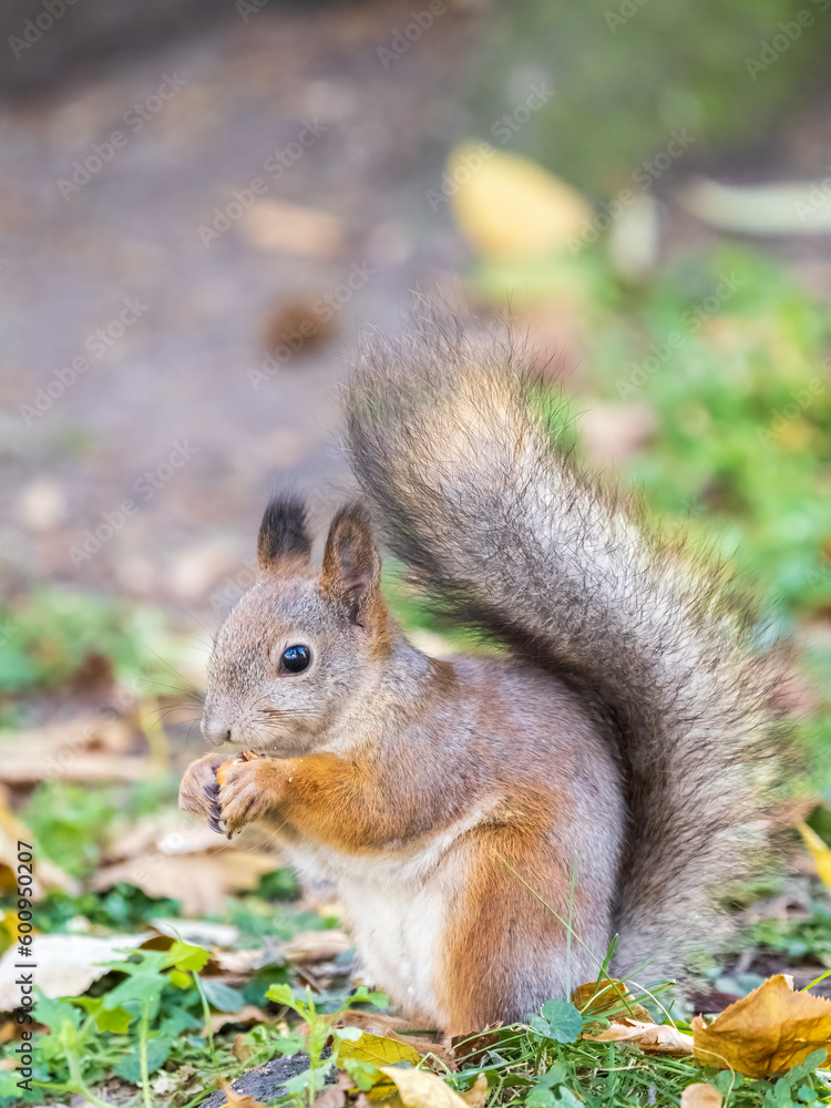 Autumn squirrel with nut sits on green grass with fallen yellow leaves Autumn squirrel with nut sits on green grass with fallen yellow leaves