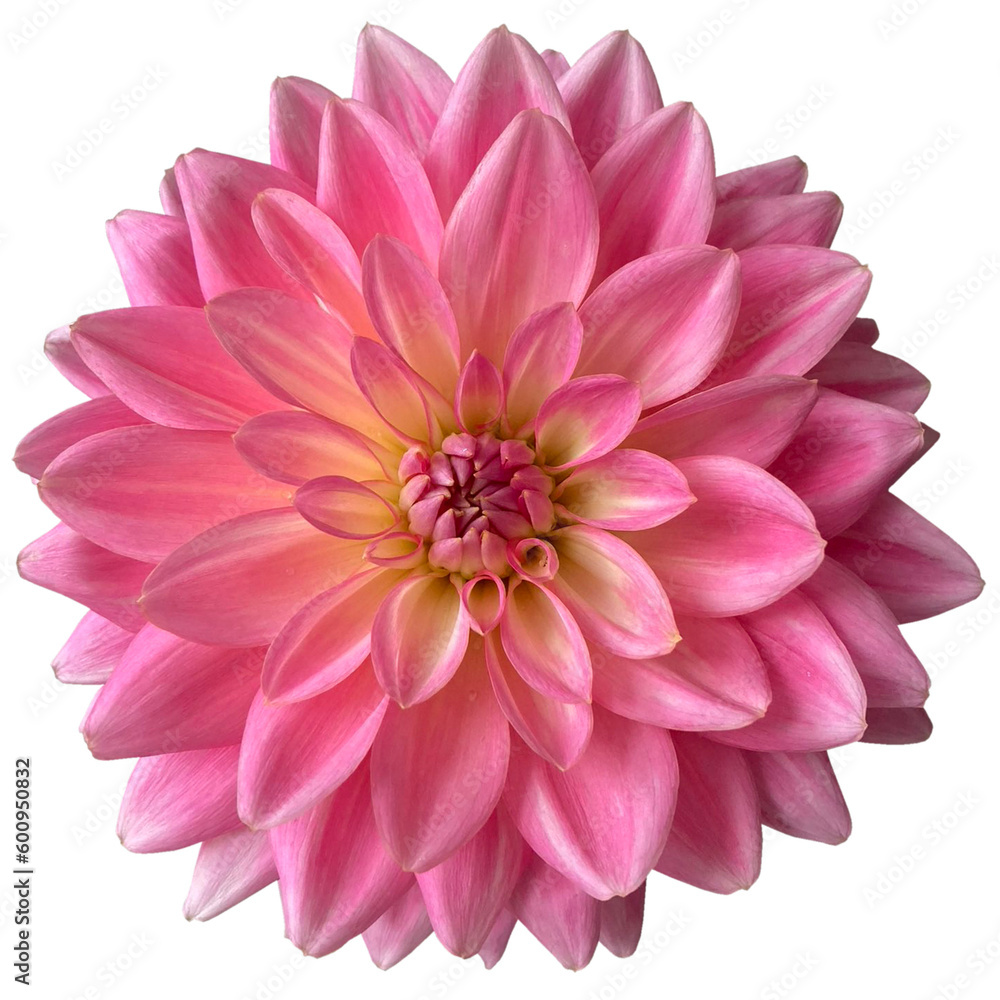 Pink yellow blooming dahlia flowers