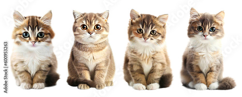 Cats isolated on white background. Generative Ai