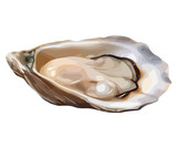 Fresh oyster illustration design