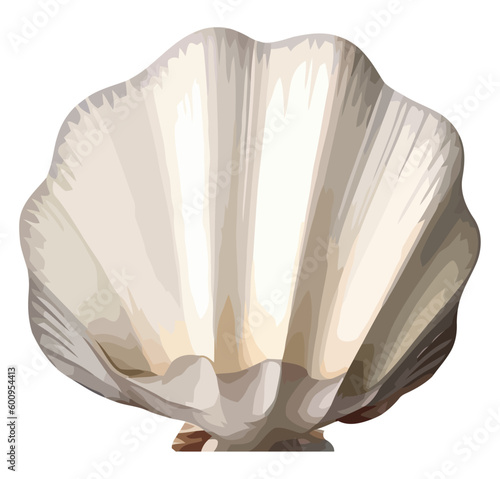 Seashell mollusk scallop conch decor