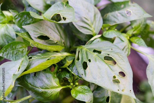 leaky pepper leaves, pests of vegetable seedlings, damage from caterpillars in the garden and vegetable garden