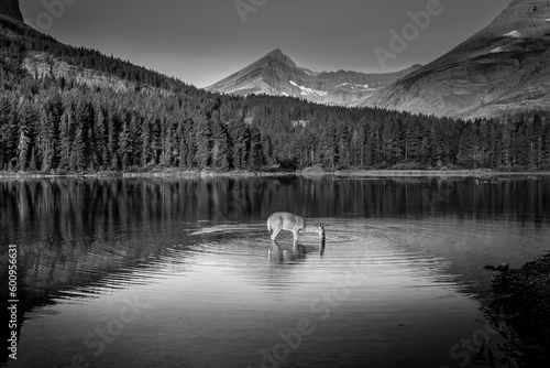 Black and White Photo of a Mule Deer feeding on the watermilfoil on the bottom of Fishercap Lake in the Many Glaciers area of Glacier National Park, Montana, USA