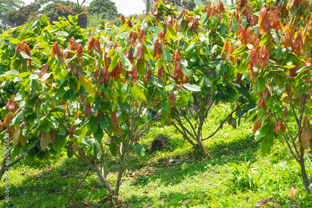 Fototapeta premium Cocoa tree plantation in harvest