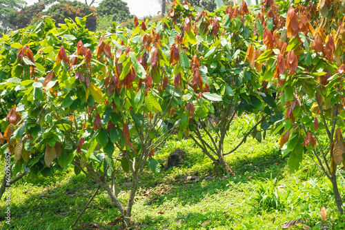 Cocoa tree plantation in harvest
