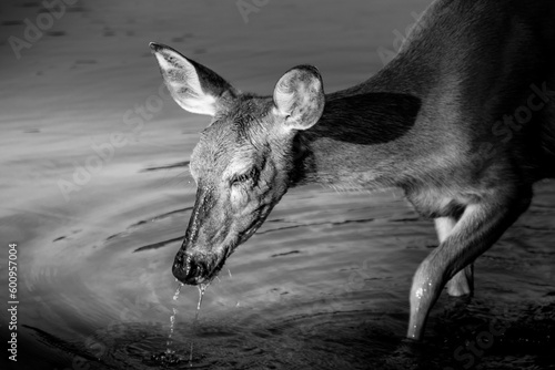 Black and White Photo of a Mule Deer feeding on the watermilfoil on the bottom of Fishercap Lake in the Many Glaciers area of Glacier National Park, Montana, USA photo