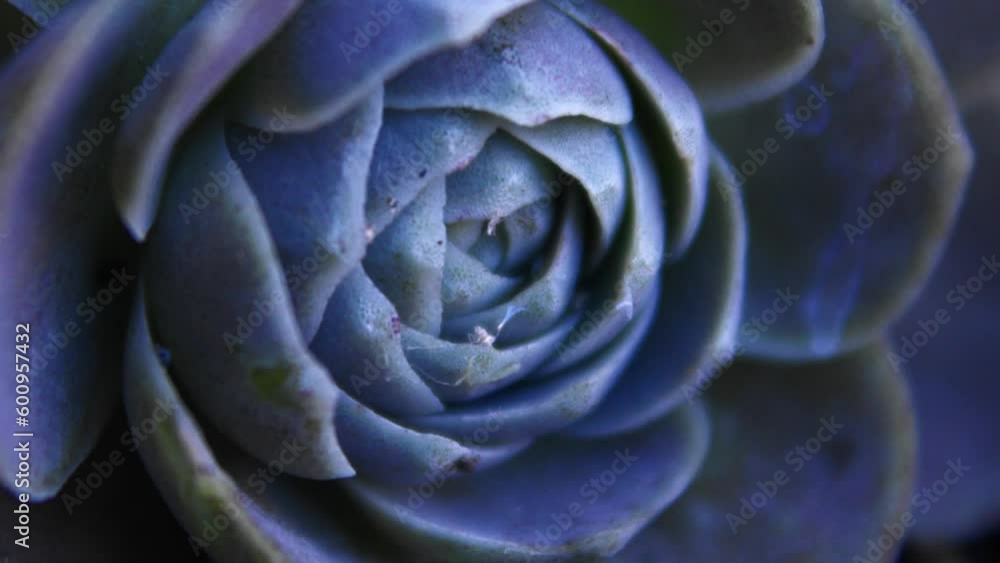 Close-up shot of a blue flower. The camera explores the flower very close-up Close-up shot of a blue flower. The camera explores the flower very close-up