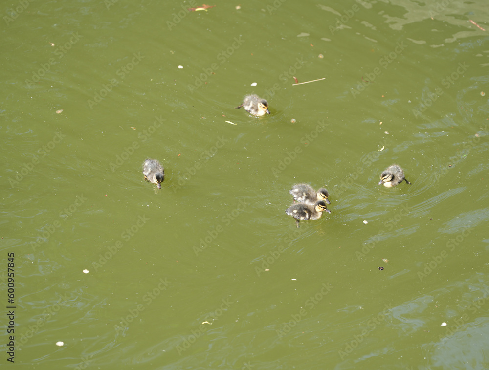 ducklings swimming on a lake in a public park. ducklings swimming on a lake in a public park.