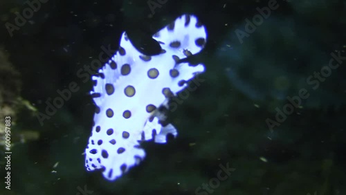 juvenile Barramundi swimming head down and performing dance-like movements close to a coral reef in Indo-Pacific.  Behavior mimicking toxic flatworms or nudibranchs. Close-up shot photo