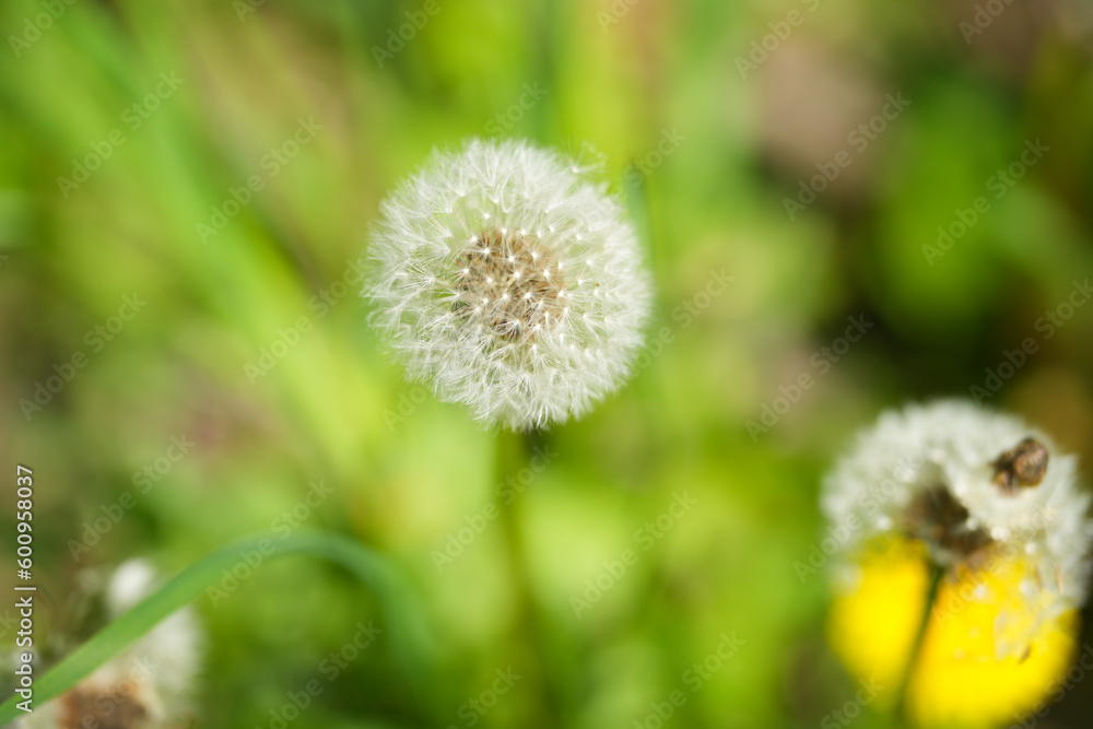 dandelion. dandelion in the sun. outdoor photo. dandelion. dandelion in the sun. outdoor photo.