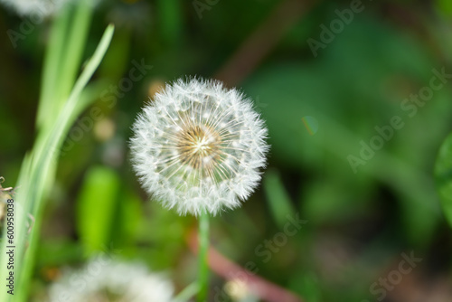 dandelion. dandelion in the sun. outdoor photo.