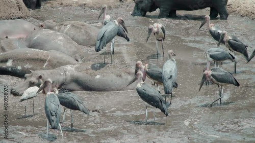 group of marabous wade through shallow water in search of fish. There are some hippos in the pond. a marabou stands on the back of a hippopotamus. photo