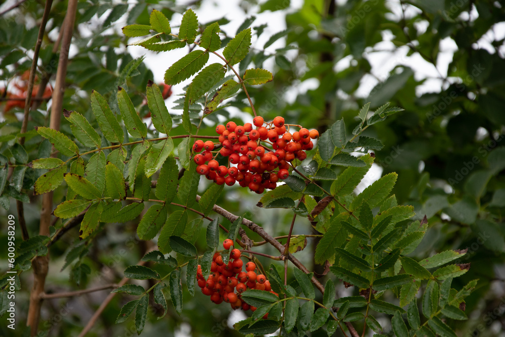 European Mountain Ash, Rowan tree. European Mountain Ash, Rowan tree.