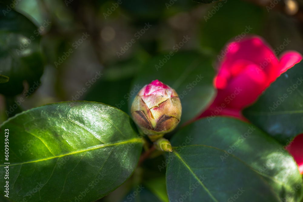 Obraz premium Tsubomi