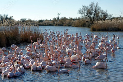 Groupe de flamants roses 