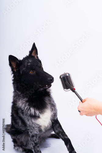 Beatiful mudi dog singing into a microphone in studio ehite background