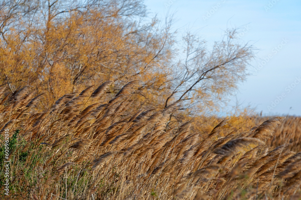 Fototapeta premium Paysage de Camargue 