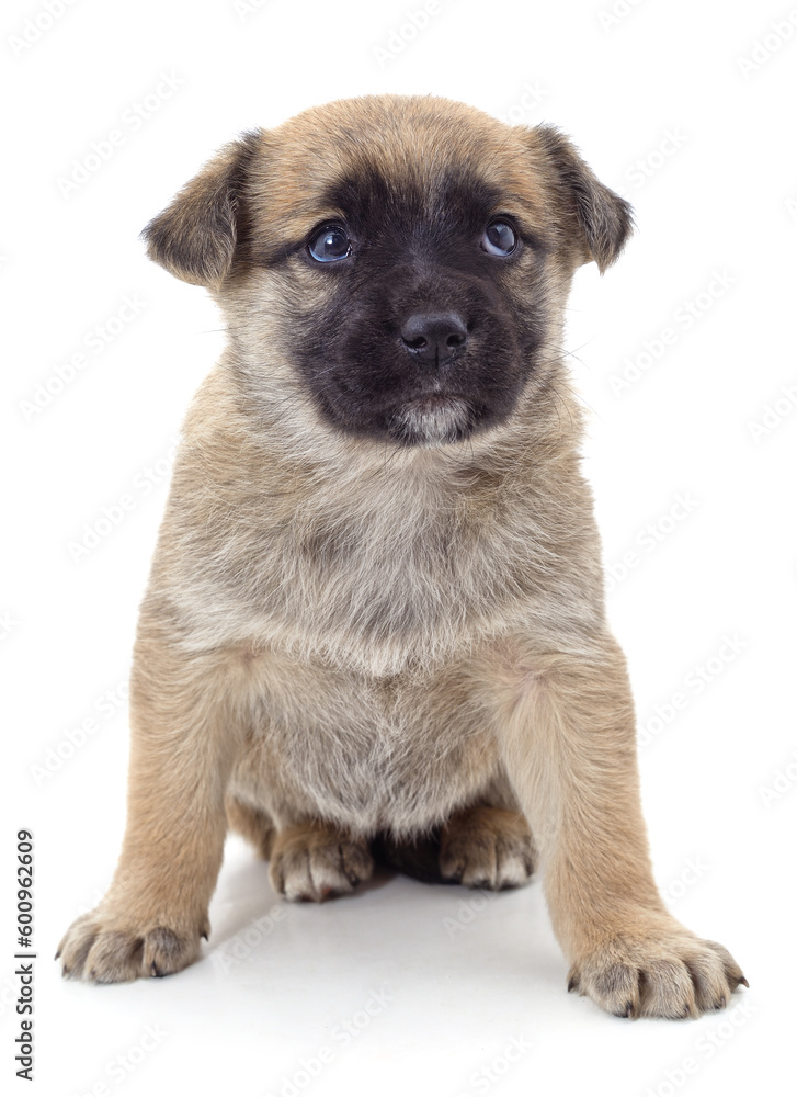 Fototapeta premium Brown beautiful puppy.