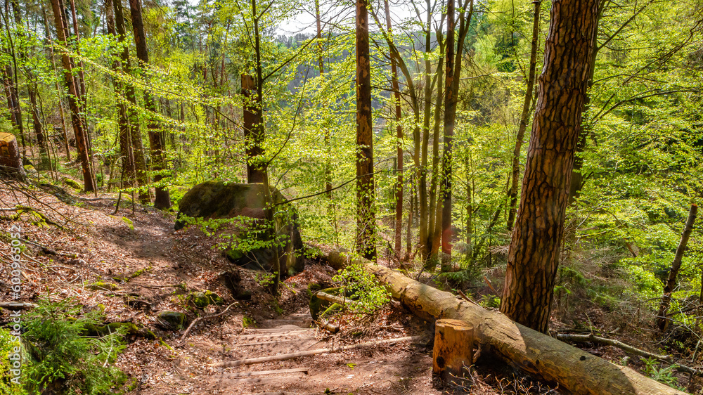Panoramic with magical enchanted fairytale forest with fern, moss, lichen and sandstone rocks at the hiking trail in the national park Saxon Switzerland, Bad Schandau, Saxony, Germany.