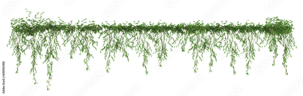 Ivy green with leaf or a trail of realistic ivy leaves. Png transparency - obrazy, fototapety, plakaty 