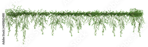 Leinwand Poster Ivy green with leaf or a trail of realistic ivy leaves