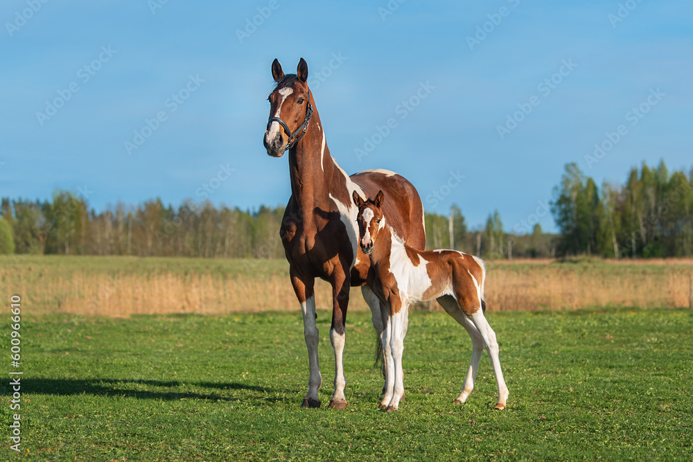 Obraz premium Mare with a foal in the field in summer