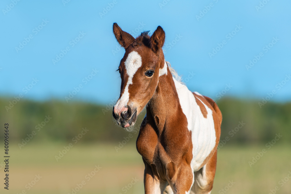 Beautiful little foal in summer Beautiful little foal in summer