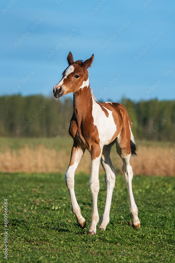 Obraz premium Little foal in the field in summer