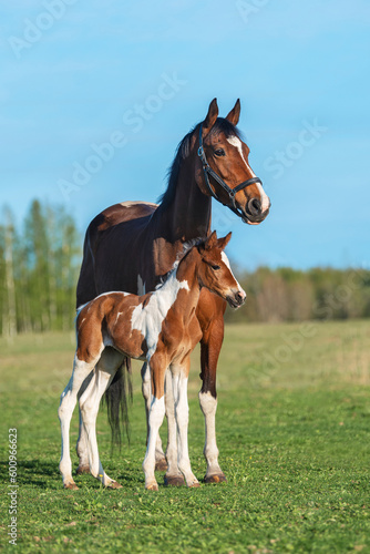 Bild auf Leinwand Mare with a foal in the field in summer